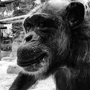 macaco, preto e branco, retrato, animais