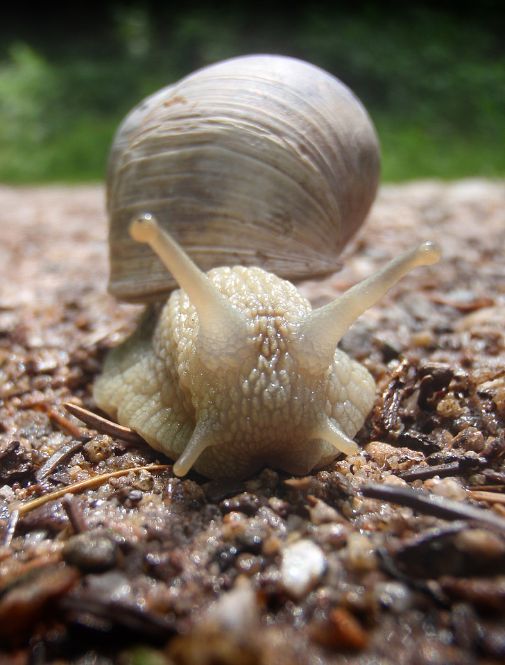 snail, forest, close, nature, macro, forest floor