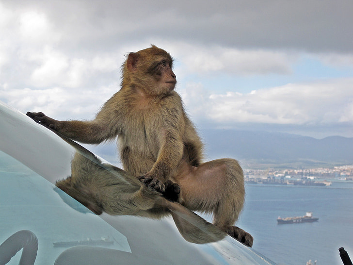 macaco de Berbería, flora y fauna, mono, animal, ventana de coche, lindo, fuera de