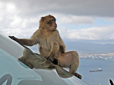 Barbary macaque, dyreliv, Monkey, dyr, bilvinduet, søt, utenfor