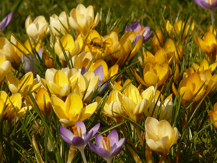 Krokus, Blume, Frühling, Blüte, Bloom, bunte, Farbe