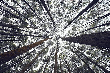 stabla, perspektive, priroda, okoliš, šume, šuma, lišće