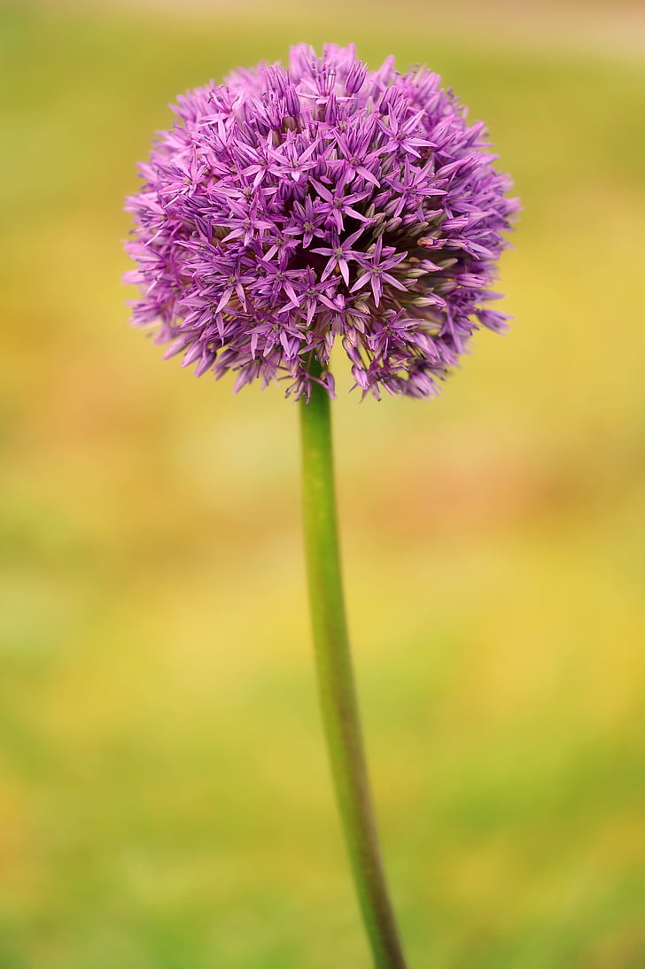 Allium, ornamentale Zwiebel, Blüte, Bloom, Anlage, Natur, Blumenkugel