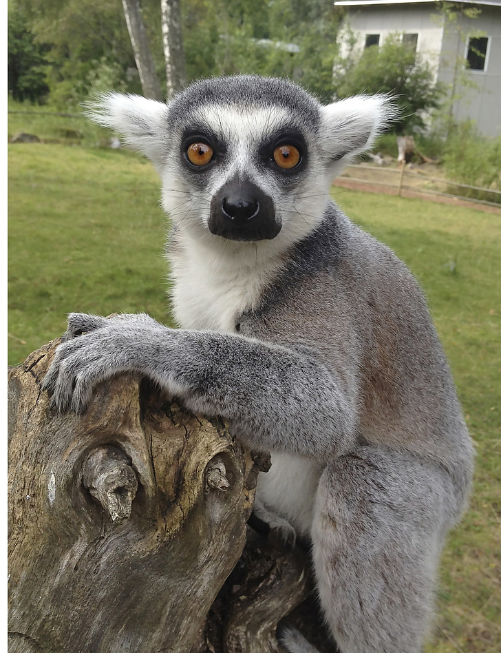 lemur, furuvik, Švedska, živali, živalski vrt, živalski svet, oči