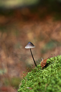 champignon, lille, alene, efterår, natur, skov, hat