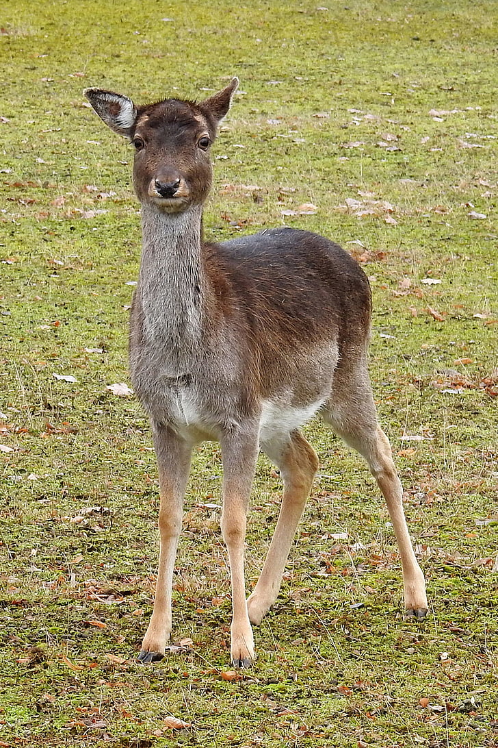 Roe deer, padang rumput, hewan, Mamalia, scheu, rusa Bera, alam