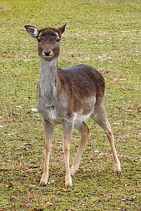 roe deer, meadow, animal, mammal, scheu, fallow deer, nature