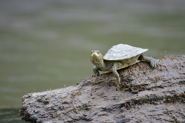 turtle, log, river, water, stream, nature, shell