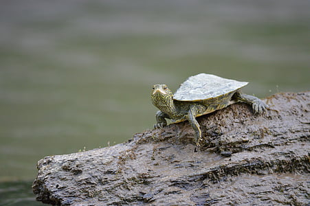 turtle, log, river, water, stream, nature, shell