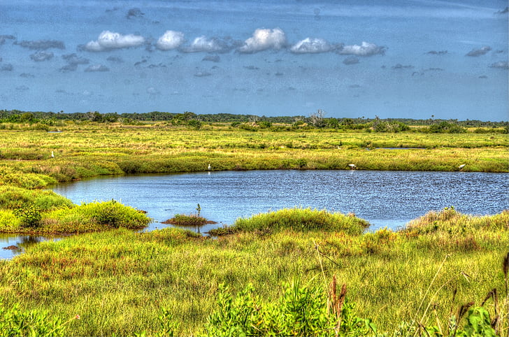 Cape canaveral, Sumpf, See, Wasser, Sumpfgebiet, Grass, Canaveral National seashore