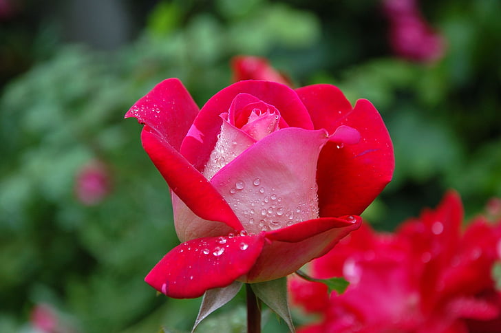 Κήπος, τριαντάφυλλο, κόκκινο, ροζ, δροσοσταλίδα, πράσινο, ατμόσφαιρα