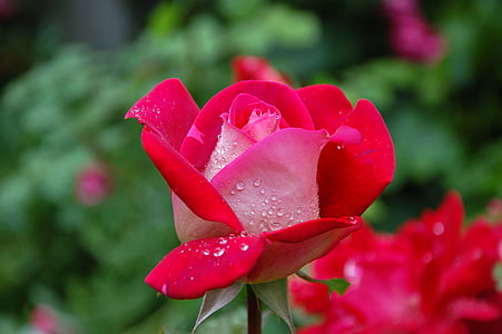 garden, rose, red, pink, dewdrop, green, atmosphere