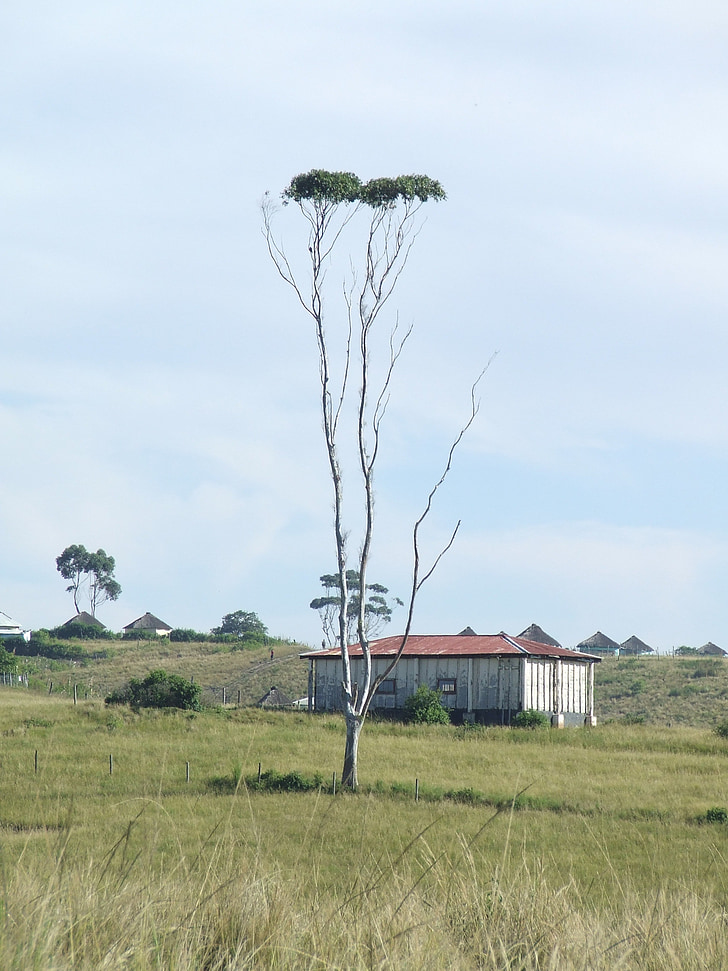 tree, rural, sky, landscape