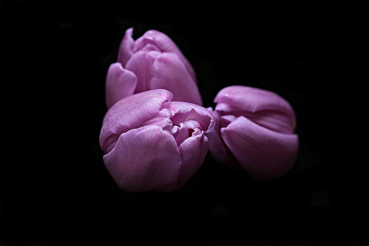 tulppaanit, kukat, Tulip flower, Tulip päänsä, mustalla taustalla, violetti, Violet