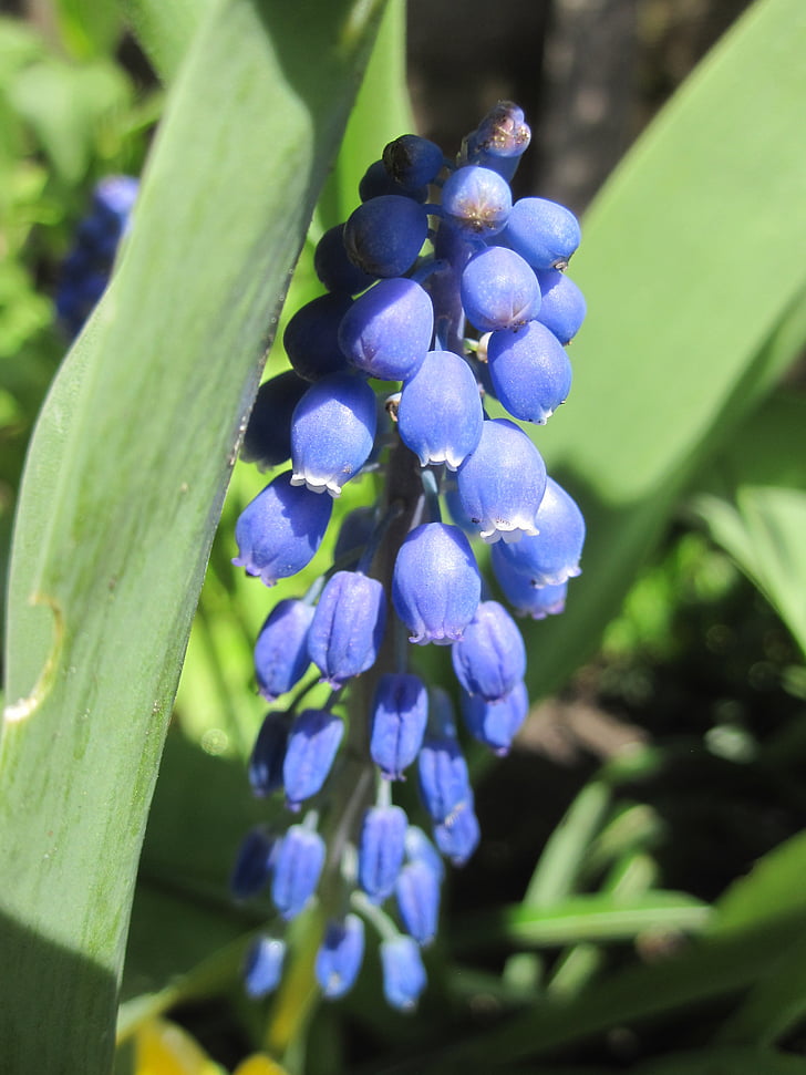 flower, spring, flowers, nature, garden, bloom