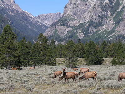 Elk, paša, gore, krajine, prosto živeče živali, narave, divjine