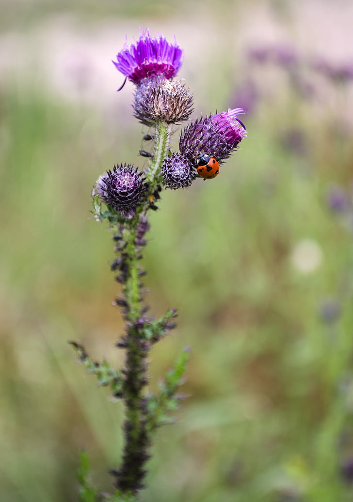 ladybug, thistle, nature
