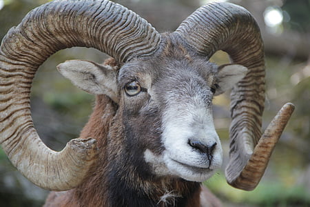 animal, horn, horns, mouflon, european mouflon, ovis musimon, nature