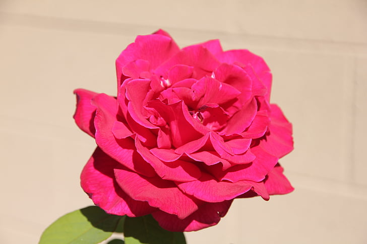 naik, bunga, Deep merah muda, teh rose, mekar penuh