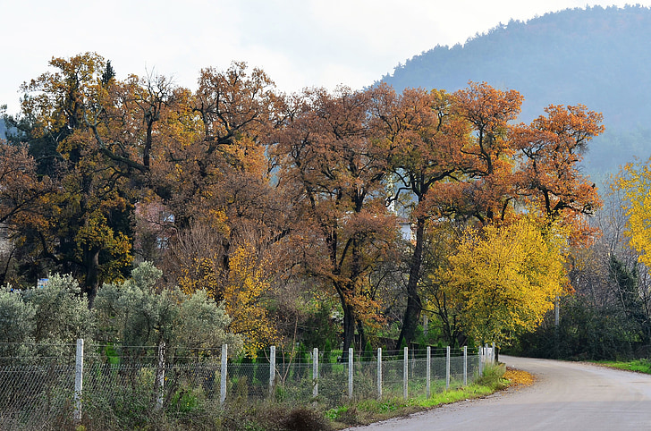 Outono, Turquia, bolsa de estudos, doburca, paisagem da aldeia, natureza, árvore