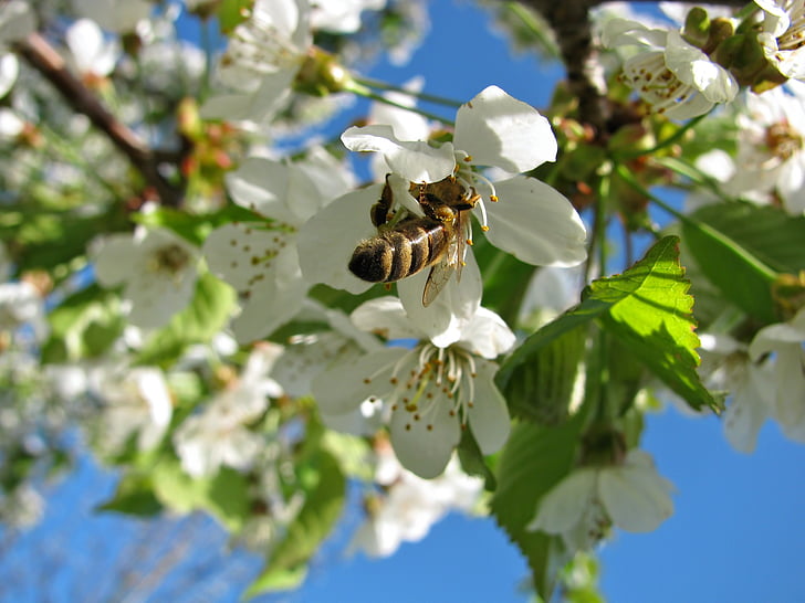 Blossom, virágok, cseresznye, fa, méh, tavaszi, kék ég