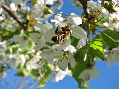 žiedų, žiedai, vyšnia, medis, bičių, pavasarį, mėlynas dangus