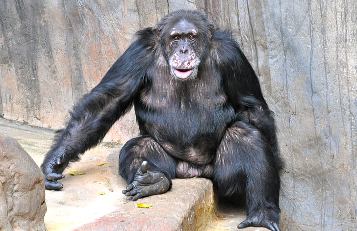 Обезьяна, шимпанзе, сладкий