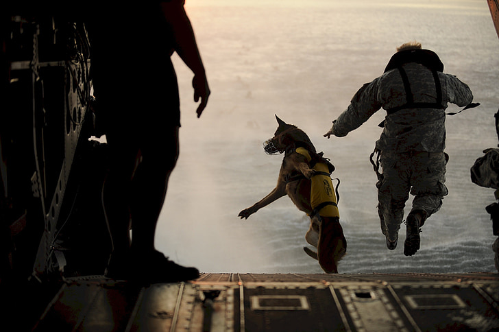ελεύθερη πτώση με αλεξίπτωτο, άλμα, σκύλος, κυνικός, που υπάγονται, αλεξίπτωτο, στρατιωτική