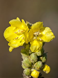 mullein, flower, blossom, bloom, plant, nature