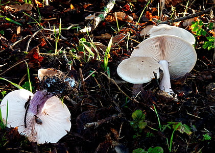 蘑菇, 层状, 森林, 秋天, 森林的地面, 关闭, 盘菌
