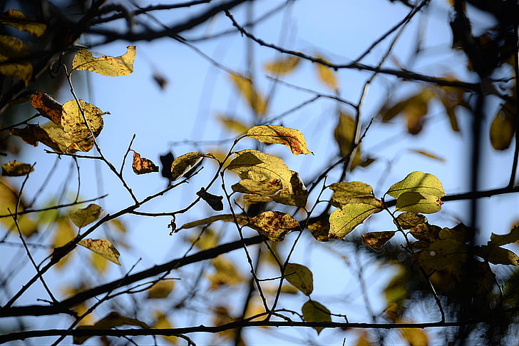 musim gugur, daun, estetika, langit, kefanaan, pohon, cabang