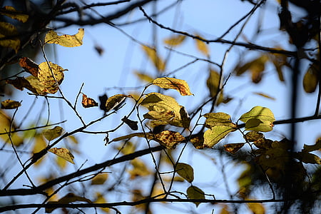 podzim, listy, estetické, obloha, pomíjivost, strom, větev