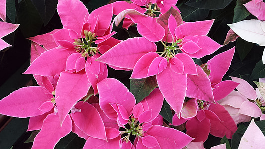 poinsettia, pink, plant, christmas, flower, nature, leaf