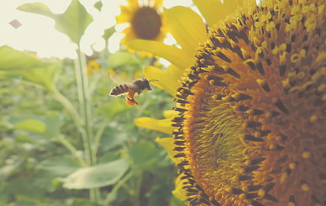 sunflower, bee, insect, pollination, nectar, flower, summer