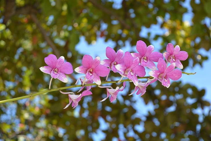 Orchid, Thai orchid, blomst, blomster, Thai orchid blomster, overfloden pink