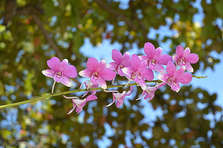 orchidea, orchid Thai, fiore, fiori, fiori di orchidea thailandesi, profusione di rosa