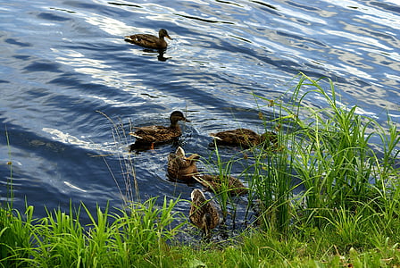 ducks, duck, grass, water, pond, nature, lake