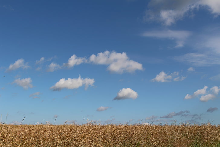 field of rapeseeds, faded, summer, blue sky, clouds, summer clouds