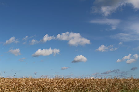 campo de colza, desvaneceu-se, Verão, céu azul, nuvens, nuvens de verão