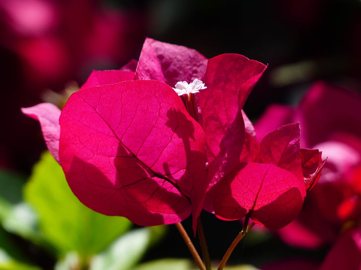 bougainvillea, colorful, flowers, red, red violet, intensive, color