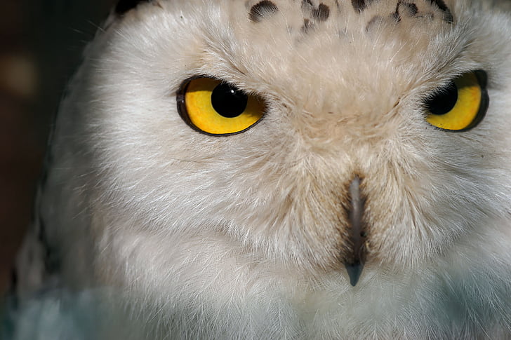 Coruja, Snowy owl, fêmea, plumagem, relaxado, atenção, olho