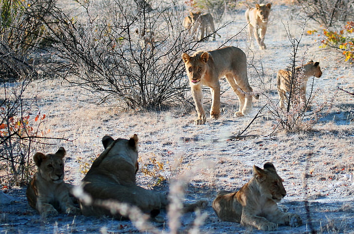 λιοντάρι, Etosha, Ναμίμπια, Αφρική, σαφάρι, υπερηφάνεια των Λεόντων