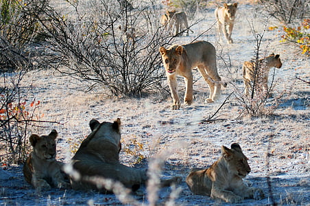 løve, Etosha, Namibia, Afrika, Safari, stoltheten til løvene