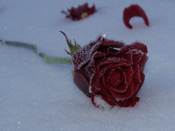 rose, flower, red, snow, frozen, winter, nature