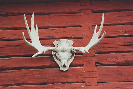 animal, antlers, architecture, decoration, design, nature, outdoors