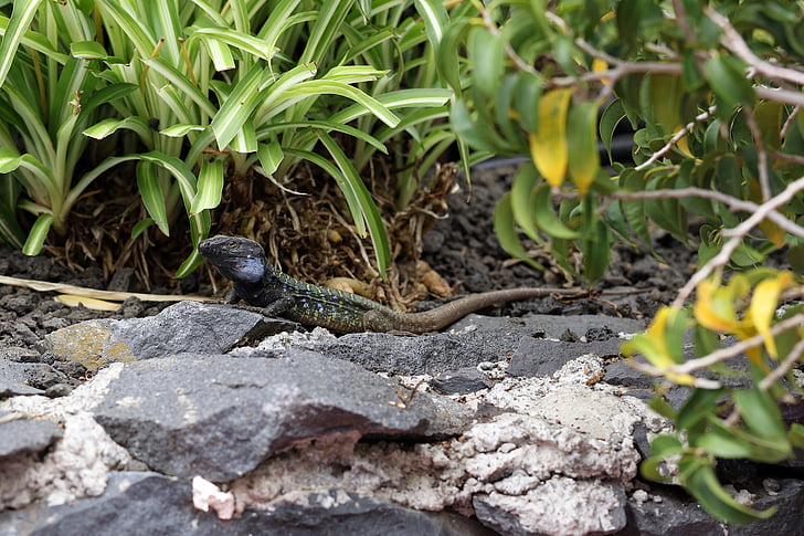 o lagarto, kanaryjka niebieskoplama, Gad, Espanha, Tenerife, natureza, pedras