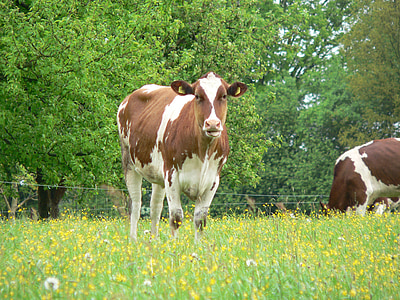 крава, едър рогат добитък, животни, Селско стопанство, Сладък, ферма, крави