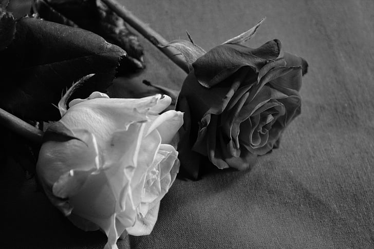 rose, black, white love, loyalty, give, blossom, bloom