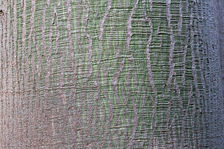Stromová kůra, Ceiba speciosa, Bombacaceae, kůra, kmen, struktura, Brazílie