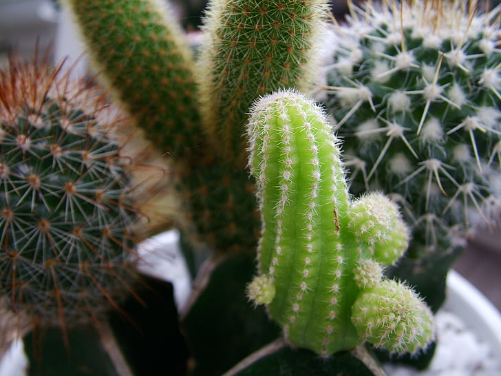narave, kaktusov, podrobnosti, rastlin, domov, kaktus